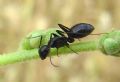 Camponotus sp.
